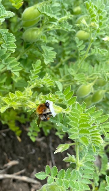 Duurzaamheid insecten bijen hommels carbon farming bodemleven 