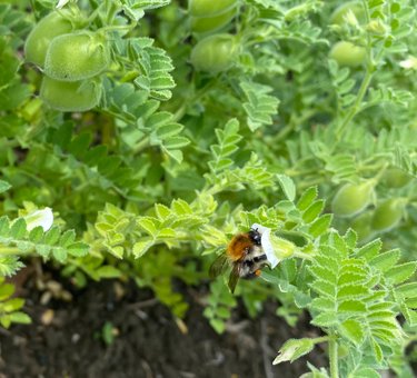 Kikkererwten bevatten veel nectar voor bijen en hommels